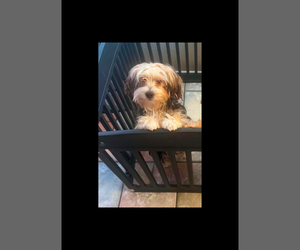 Father of the Morkie puppies born on 07/03/2026