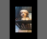 Small Photo #1 Morkie Puppy For Sale in RIVERSIDE, CA, USA