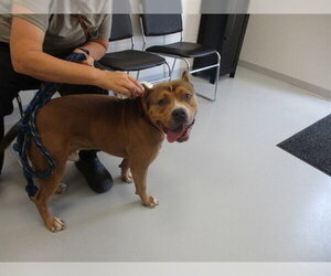 American Pit Bull Terrier Dogs for adoption in Ocala, FL, USA