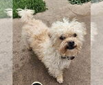 Small #2 Maltipoo