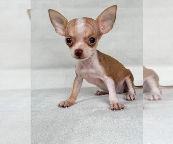 Medium Photo #14 Chihuahua Puppy For Sale in BOSTON, MA, USA