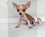 Small #13 Chihuahua