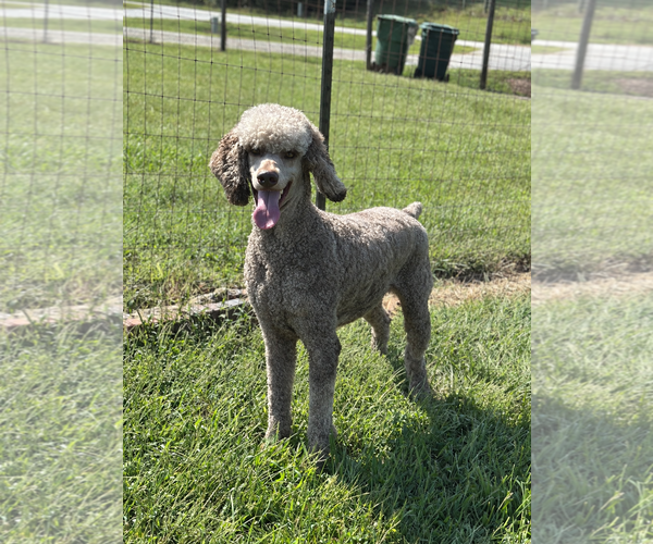 Medium Photo #4 Poodle (Standard) Puppy For Sale in Pacolet, SC, USA