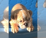 Small Photo #9 Bulldog Puppy For Sale in LOUISVILLE, KY, USA