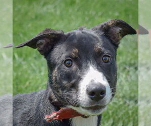 Boxer-Dutch Shepherd Mix Dogs for adoption in Huntley, IL, USA