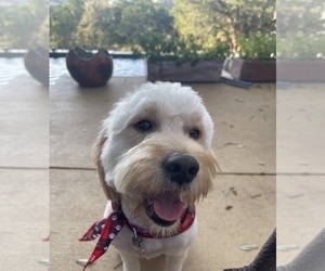 Goldendoodle (Miniature) Puppy for sale in HELOTES, TX, USA