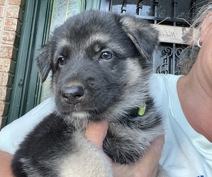 German Shepherd Dog Puppy for sale in FALCON, MO, USA