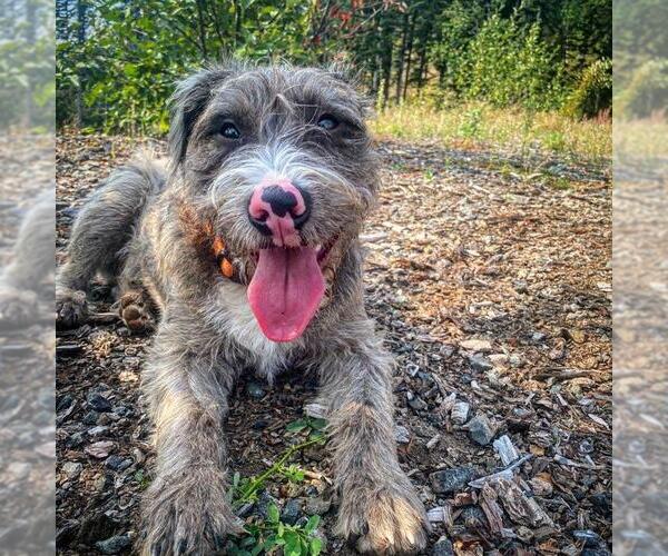 Medium Photo #3 Mutt Puppy For Sale in Bellingham, WA, USA