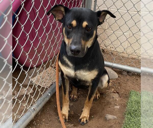 Medium Photo #4 Australian Kelpie-Labrador Retriever Mix Puppy For Sale in Chandler, AZ, USA