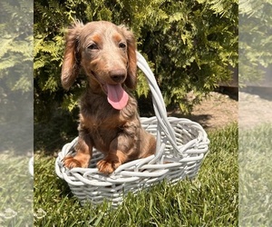 Dachshund Puppy for sale in MIDDLEBURY, IN, USA