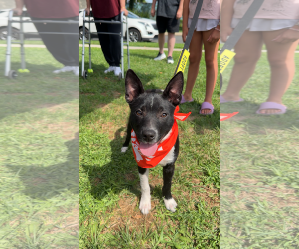 Medium Photo #3 Mutt Puppy For Sale in Oakhurst, NJ, USA