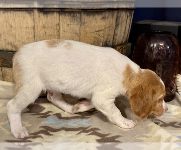 Medium Photo #3 Brittany Puppy For Sale in ORRUM, NC, USA