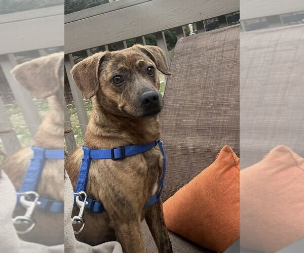 Medium Photo #2 Mutt Puppy For Sale in Springdale, PA, USA