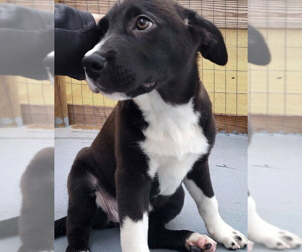 Medium Photo #4 Borador Puppy For Sale in oakland, FL, USA