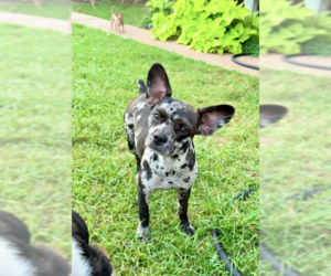 French Bulldog-Poodle (Miniature) Mix Dogs for adoption in Cranston, RI, USA