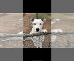 Small #2 Labrador Retriever Mix