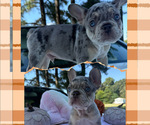 Small #1 French Bulldog