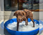 Small #10 Labrador Retriever Mix