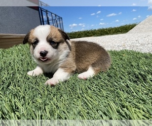 Pembroke Welsh Corgi Puppy for sale in ARTHUR, IL, USA
