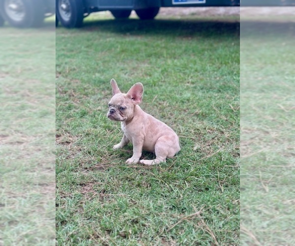 Medium Photo #7 French Bulldog Puppy For Sale in RICHARDS, TX, USA