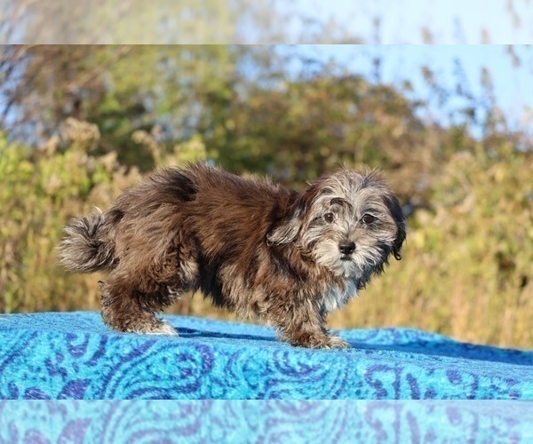 Medium Photo #20 ShihPoo Puppy For Sale in DYERSBURG, TN, USA