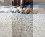 Small #7 Golden Retriever