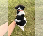 Small #1 Jack Russell Terrier