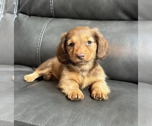 Dachshund Puppy for sale in FRANKLIN, IN, USA
