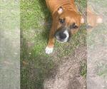Small #1 American Pit Bull Terrier Mix