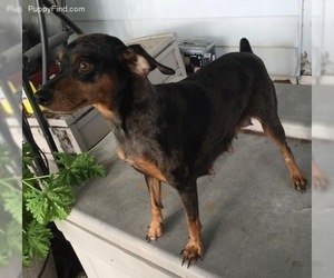 Mother of the Harlequin Pinscher puppies born on 08/07/2019