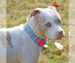 Small Photo #4 American Staffordshire Terrier-Unknown Mix Puppy For Sale in Westminster, MA, USA