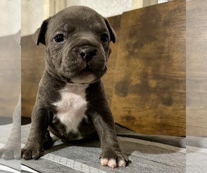 American Bully Puppy for sale in CHESNEE, SC, USA