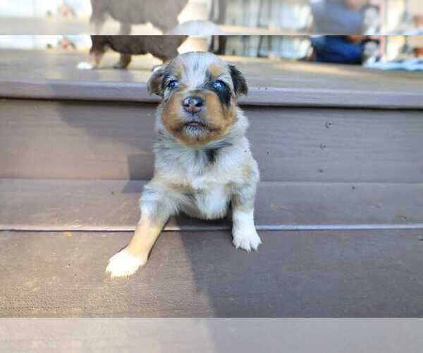 Medium Photo #5 Miniature Australian Shepherd Puppy For Sale in DAWSON, GA, USA