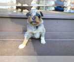 Small #4 Miniature Australian Shepherd