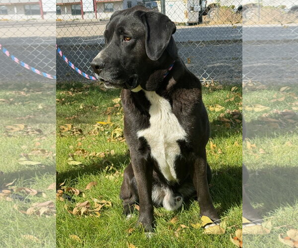 Medium Photo #1 Mutt Puppy For Sale in Emmett, ID, USA