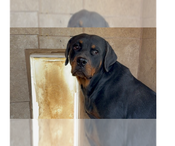 Medium Photo #1 Rottweiler Puppy For Sale in Gilbert, AZ, USA