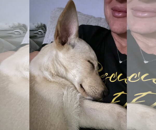 Medium Photo #3 German Shepherd Dog-Unknown Mix Puppy For Sale in Sandy, UT, USA