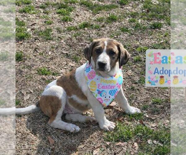 Medium Photo #4 Borador Puppy For Sale in Yardley, PA, USA