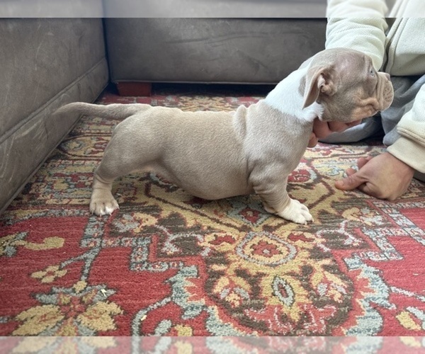 Medium Photo #4 American Bulldog Puppy For Sale in WINDSOR, CT, USA