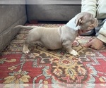 Small #3 American Bulldog