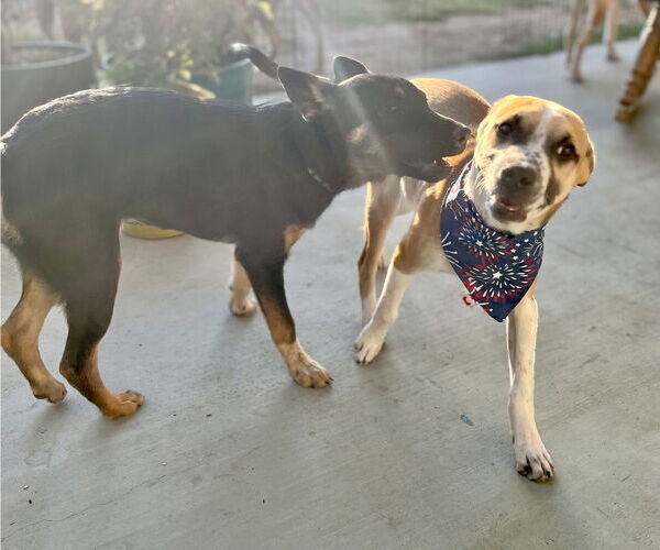 Medium Photo #13 Mutt Puppy For Sale in Dana Point, CA, USA