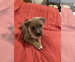 Puppy 1 American Pit Bull Terrier