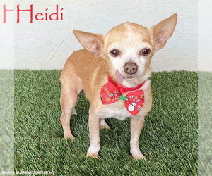 Chihuahua-Unknown Mix Dogs for adoption in San Diego, CA, USA