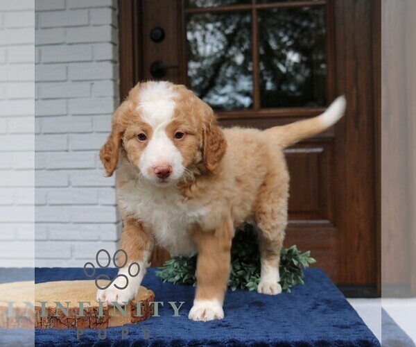 Medium Photo #2 Bernedoodle (Miniature) Puppy For Sale in LANCASTER, PA, USA