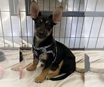 Small #2 German Shepherd Dog Mix