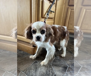 Cavalier King Charles Spaniel Dogs for adoption in CENTURIA, WI, USA