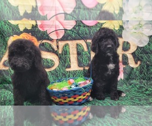 Goldendoodle-Poodle (Standard) Mix Puppy for sale in GAFFNEY, SC, USA