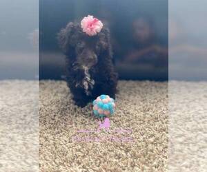 Poodle (Toy) Puppy for sale in DOUGLASVILLE, GA, USA