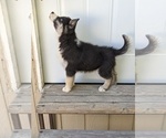 Small Photo #15 Siberian Husky Puppy For Sale in TONOPAH, NV, USA