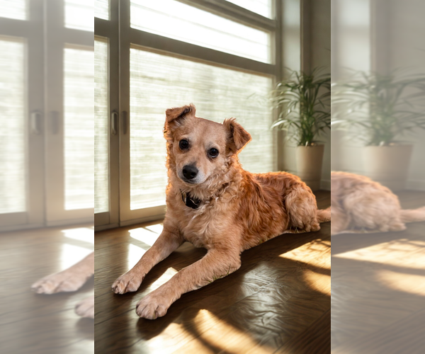 Medium Photo #1 Mutt Puppy For Sale in San Diego, CA, USA